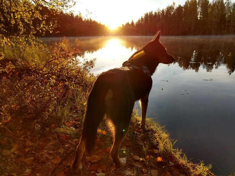 IMG_20181008_081542977_HDR