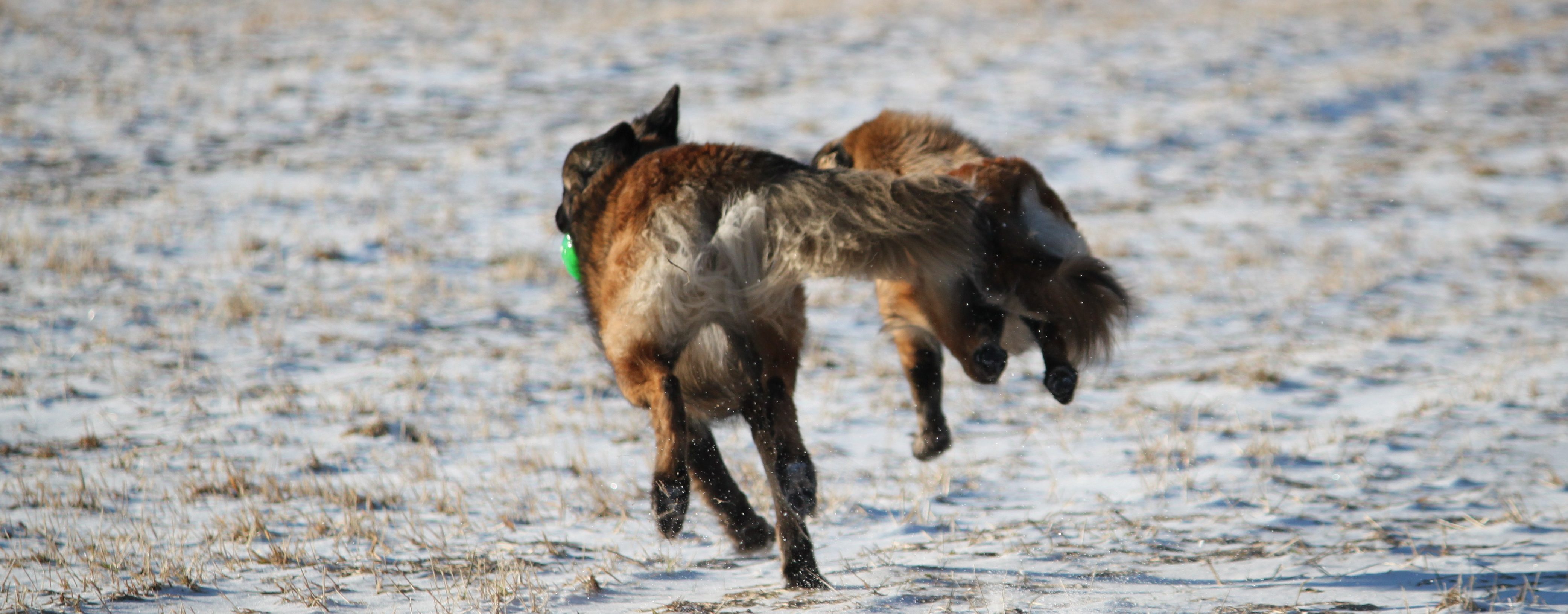 Saarijärven Käyttökoirat ry